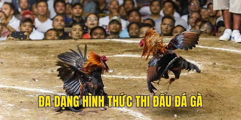 Đá gà 88 quy tụ nhiều loại hình thi đấu chọi nổi tiếng