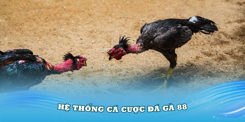 Đá gà 88 đã nỗ lực khẳng định tên tuổi, uy tín trên thị trường