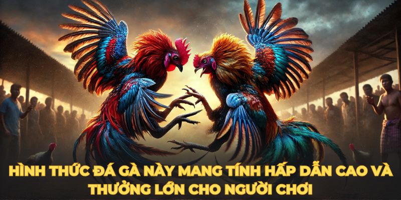 Hình thức đá gà này mang tính hấp dẫn cao và thưởng lớn cho người chơi